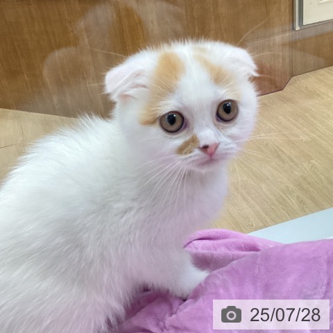 スコティッシュフォールドの写真