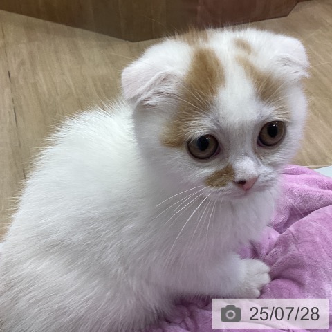 スコティッシュフォールドの写真