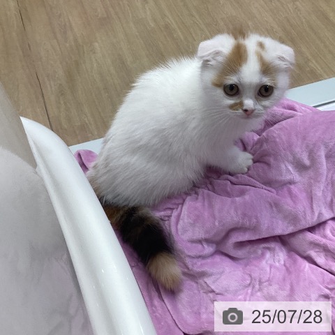 スコティッシュフォールドの写真