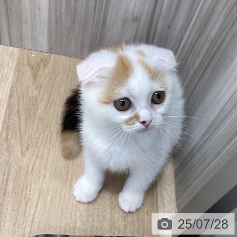 スコティッシュフォールドの写真