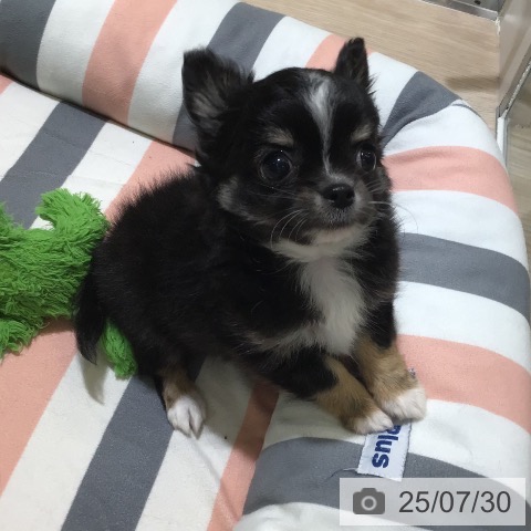 チワワの写真