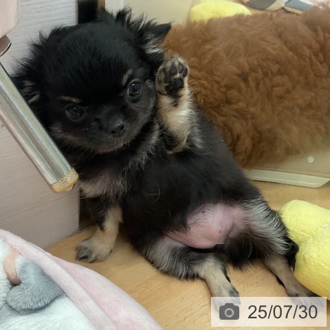 チワワの写真