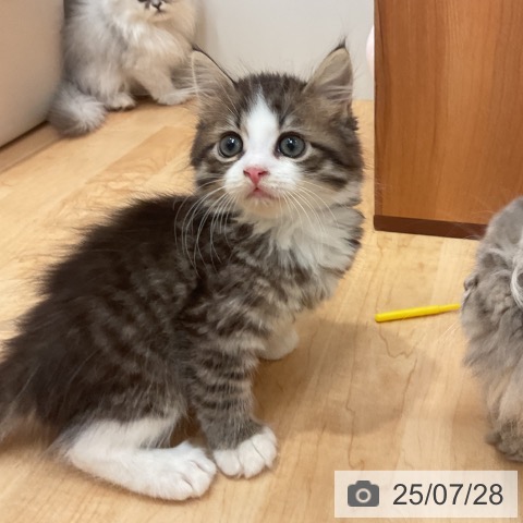 サイベリアンの写真