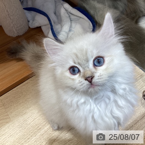 サイベリアンの写真