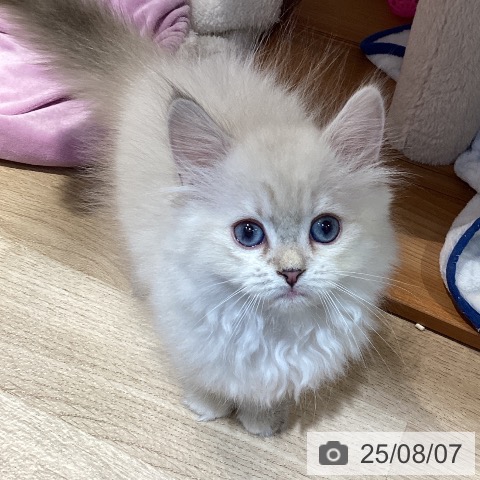 サイベリアンの写真
