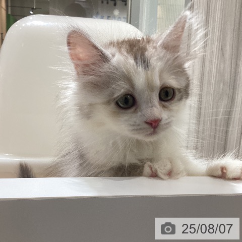 サイベリアンの写真