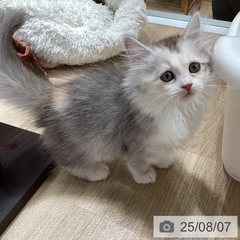 サイベリアンの写真