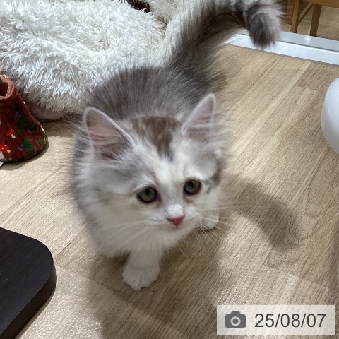 サイベリアンの写真