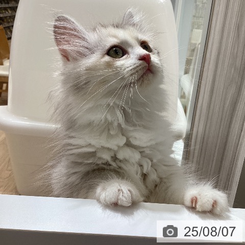 サイベリアンの写真