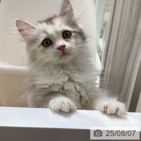 サイベリアンの写真