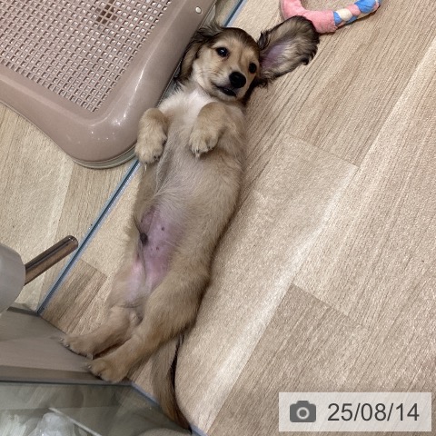 ミニチュア・ダックスフンドの写真