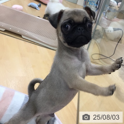 パグの写真