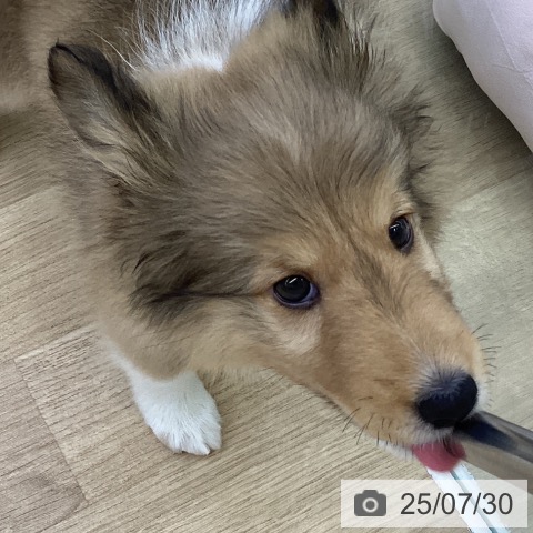 シェットランド・シープドッグの写真