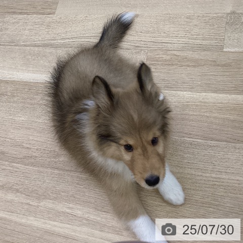 シェットランド・シープドッグの写真