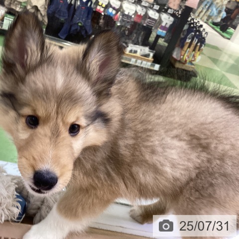 シェットランド・シープドッグの写真