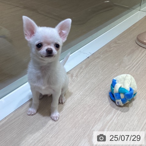 チワワの写真