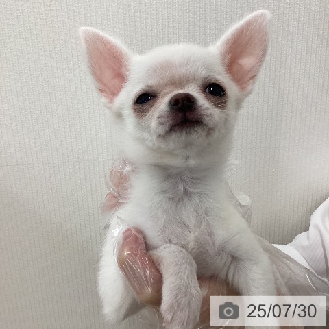 チワワの写真