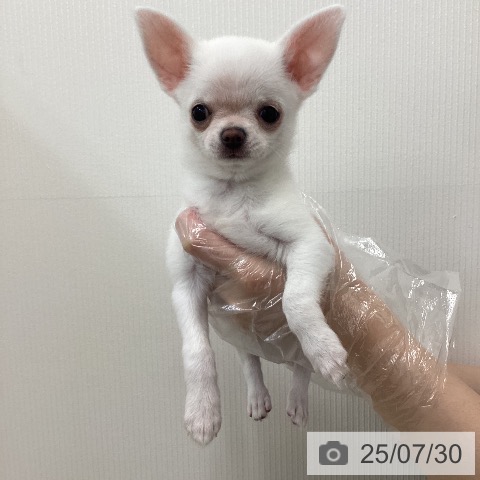 チワワの写真