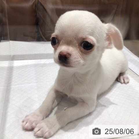 チワワの写真