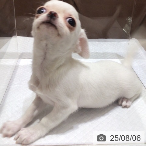 チワワの写真