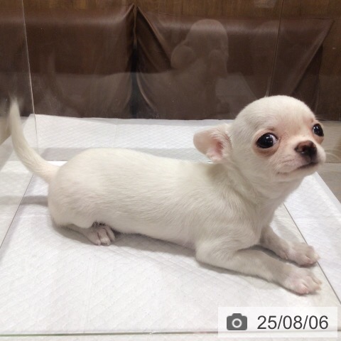 チワワの写真