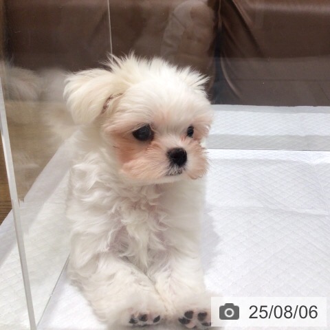 マルチーズの写真
