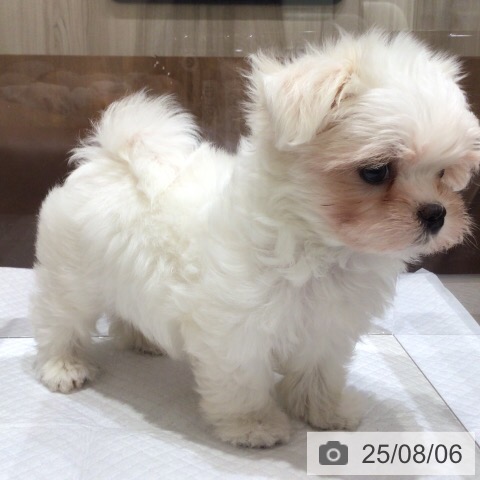 マルチーズの写真