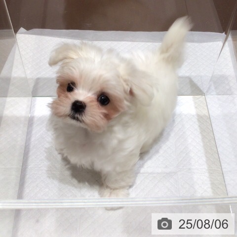 マルチーズの写真