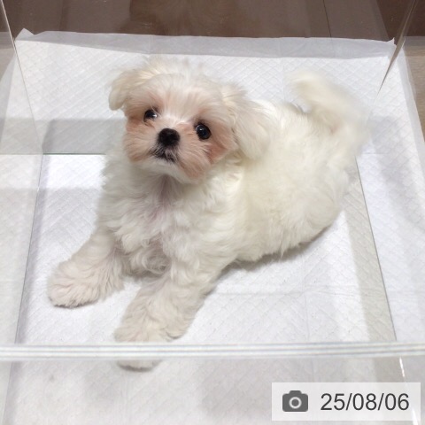 マルチーズの写真