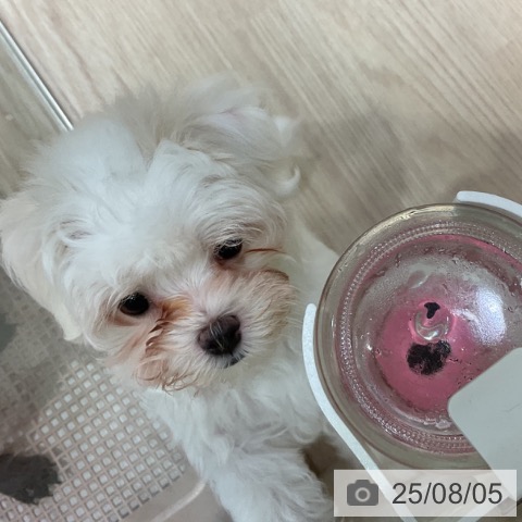 マルチーズの写真