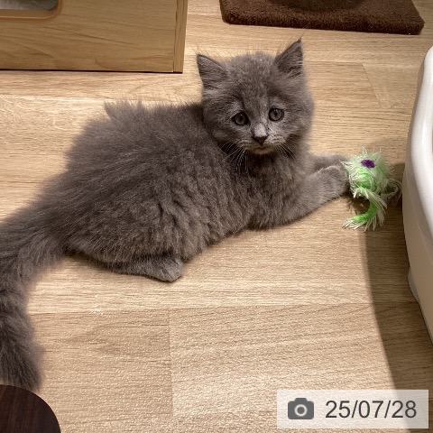 サイベリアンの写真