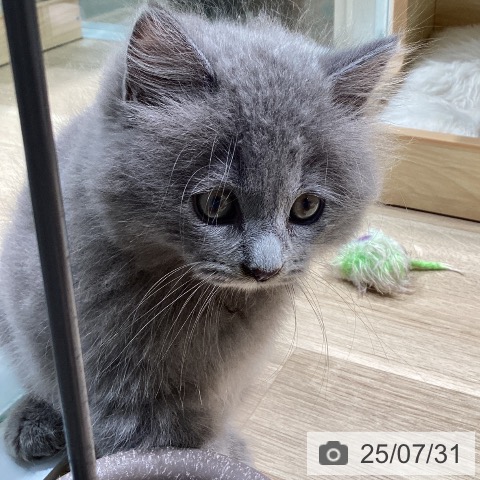 サイベリアンの写真