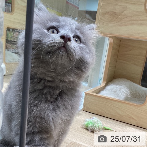 サイベリアンの写真