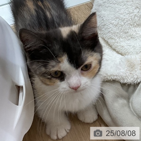マンチカンの写真