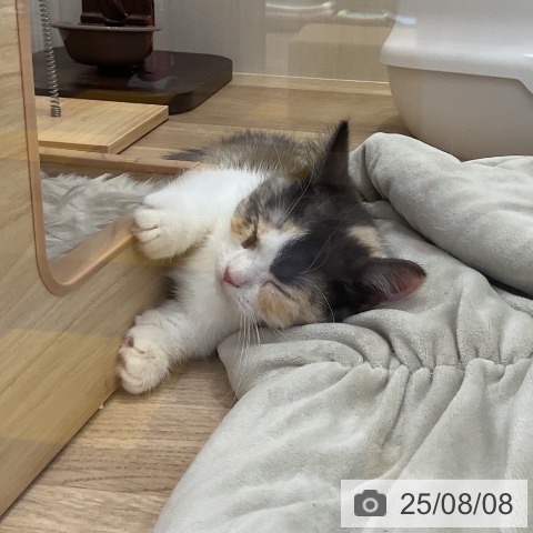 マンチカンの写真
