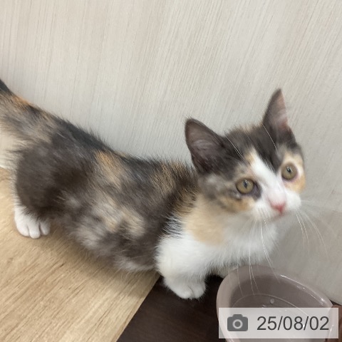 マンチカンの写真