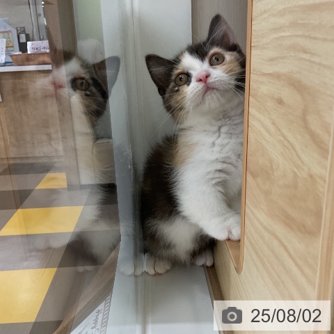マンチカンの写真
