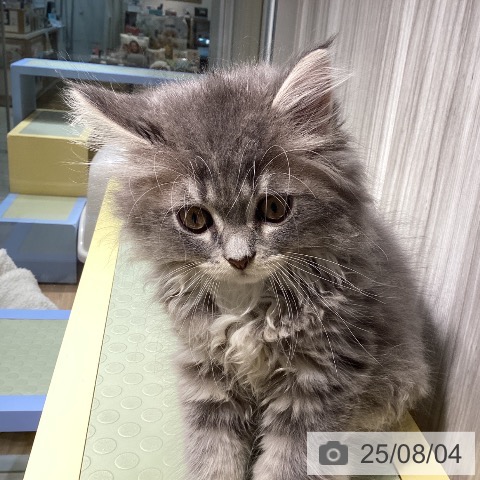サイベリアンの写真