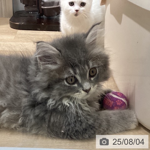 サイベリアンの写真