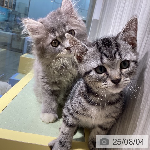 サイベリアンの写真