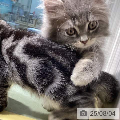 サイベリアンの写真