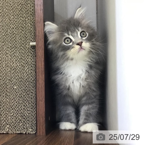 サイベリアンの写真