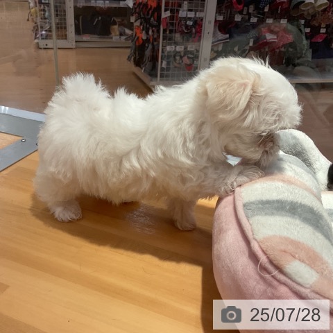 マルチーズの写真