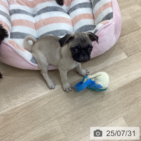 パグの写真