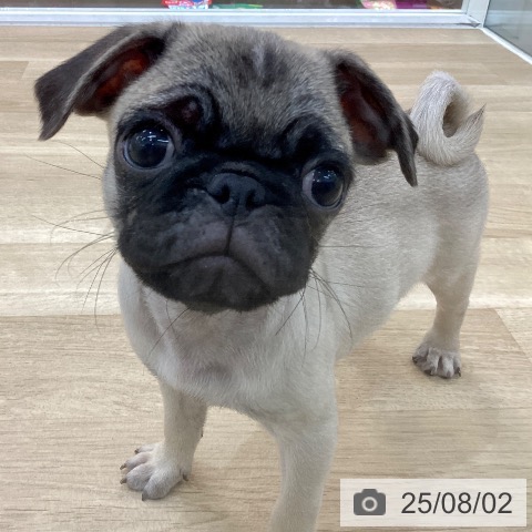 パグの写真