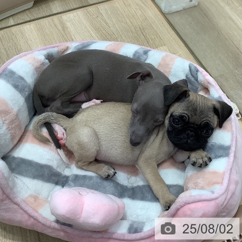パグの写真