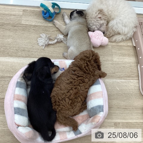 パグの写真