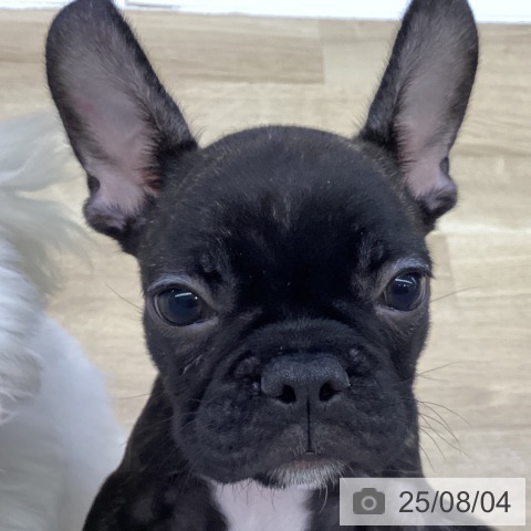 フレンチ・ブルドッグの写真