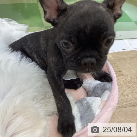 フレンチ・ブルドッグの写真