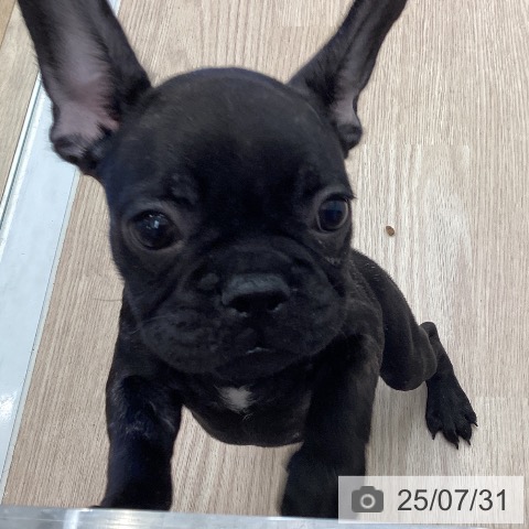 フレンチ・ブルドッグの写真